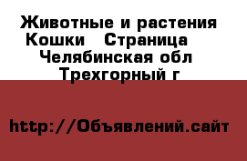 Животные и растения Кошки - Страница 5 . Челябинская обл.,Трехгорный г.